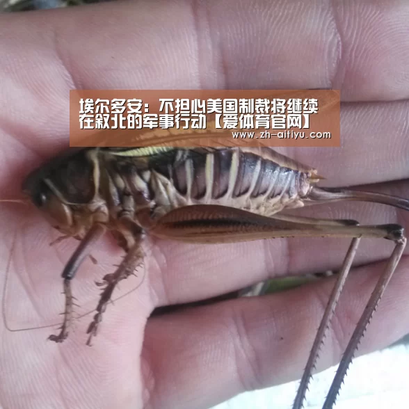 埃尔多安:不担心美国制裁将继续在叙北的军事行动【爱体育官网】(图1) 爱体育官网